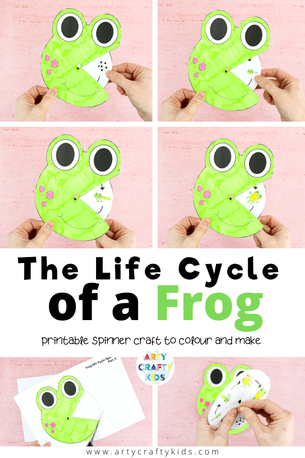 life cycle of a frog for kids